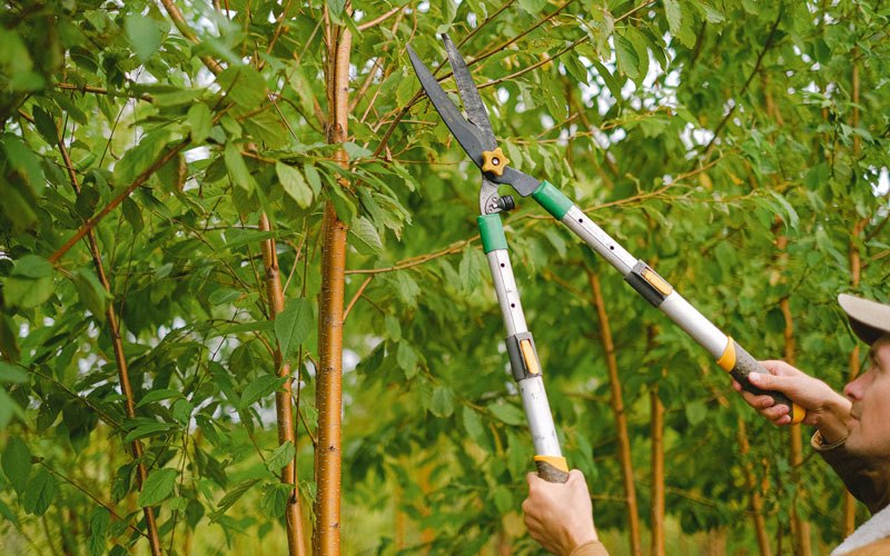 Tree trimming in Ferguson, IA